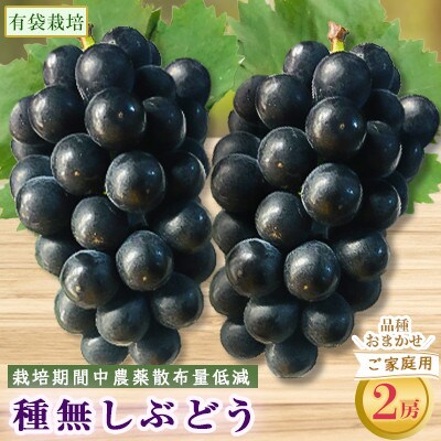 ご家庭用 種無しぶどう 2房(品種おまかせ) 2023年先行受付