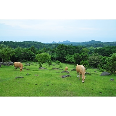 【創業50周年】洋食屋さんの土佐あかうしと四万十ポークのハンバーグ5個 自家製トマトソース付き