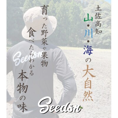 【ふるさと納税】高知県香美市 旬の味覚 土佐文旦 贈答用 A品 5~6玉