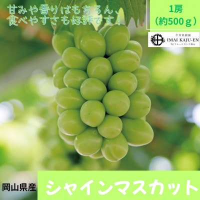 2026年8月より順次発送 岡山県産　シャインマスカット1房(約500g)(クール便)