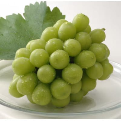 2026年8月より順次発送 岡山県産　シャインマスカット1房(約500g)(クール便)