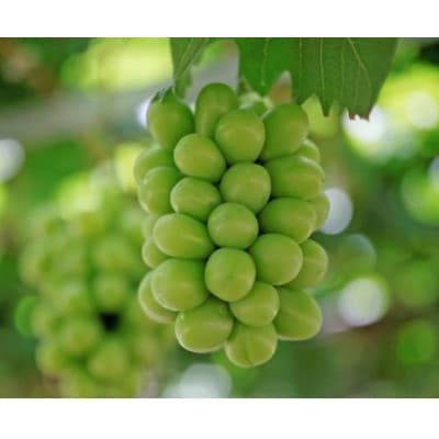 岡山県産　シャインマスカット約1.3kg(2～3房)(クール便)