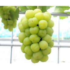 岡山県産　桃太郎ぶどう1房(約500g)(クール便) | ふるさと納税のお礼品