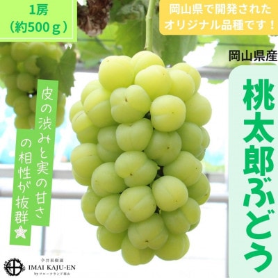2026年9月より順次発送 岡山県産　桃太郎ぶどう1房(約500g)(クール便)