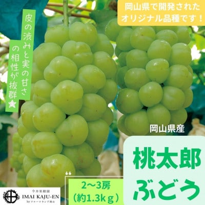 2026年9月より順次発送岡山県産　桃太郎ぶどう約1.3kg(2～3房)(クール便)