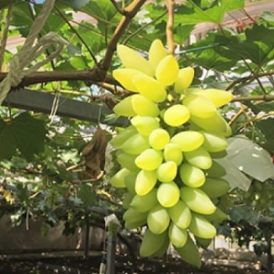 2026年8月より順次発送　岡山県産ゴールドフィンガー 1房(約400g)