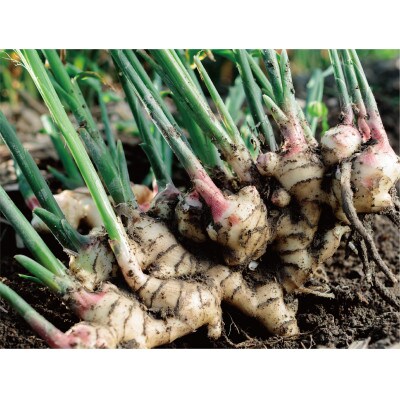 岡山県岡山市産 ふわっと香る新生姜たっぷり おかやまジンジャーシロップ 160ml