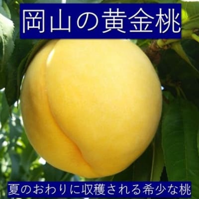 岡山黄金桃6玉(1.6kg)
