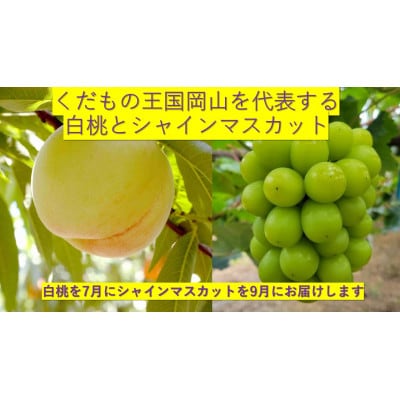 【発送月固定定期便】岡山白桃6玉(1.6kg)+シャインマスカット晴王2房(1房600g以上)全2回