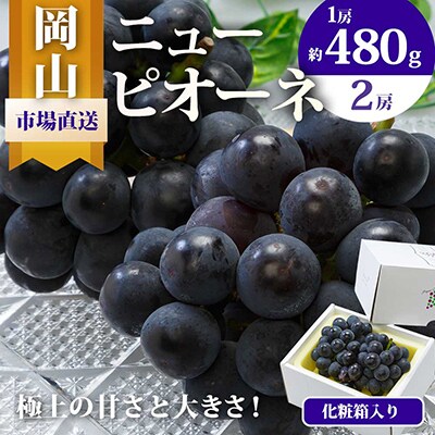 岡山県産　ニューピオーネ 2房 (1房480g以上・合計約1kg)　化粧箱入り