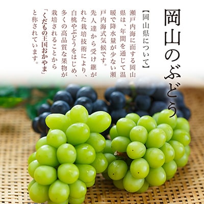 岡山県産　ニューピオーネ 2房 (1房480g以上・合計約1kg)　化粧箱入り