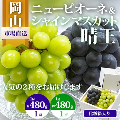 岡山県産　ニューピオーネとシャインマスカット『晴王』の詰合せ　化粧箱入り