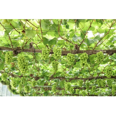 岡山県産 晴天 シャインマスカット　700g以上×1パック