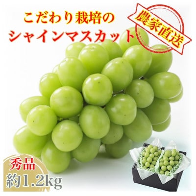 先行受付2025年出荷　平均糖度20度 農家こだわりシャインマスカット 贈答ランク 約1.2kg