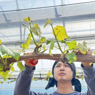 先行受付2025年出荷　平均糖度20度 農家こだわりシャインマスカット 贈答ランク 約1.2kg