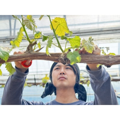 2025年産先行受付 特秀ランク糖度18度以上 こだわり大粒大房シャインマスカット　1房詰約750g