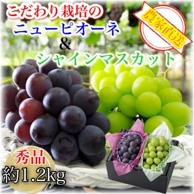 農家直送　鮮度と美味しさにこだわった シャインマスカット&ニューピオーネ約1.2kg