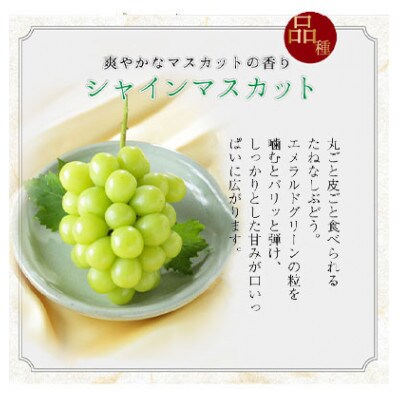 シャインマスカット　ジュエルセレクション　岡山県産　2Lサイズ　20粒