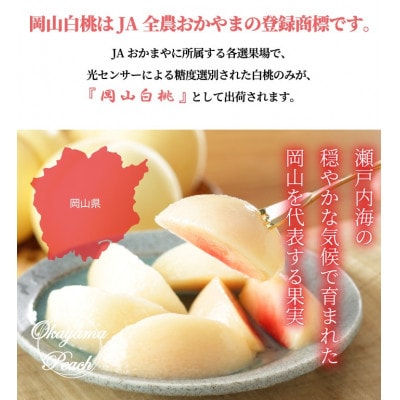 岡山白桃 エース 5～10玉 1.8kg 岡山県産