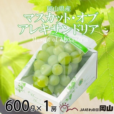 【2025年8月下旬より発送】岡山県産　マスカット・オブ・アレキサンドリア　600g×1房
