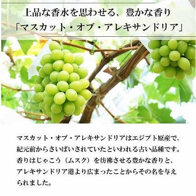 【2025年8月下旬より発送】岡山県産　マスカット・オブ・アレキサンドリア　600g×1房