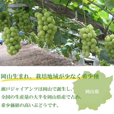 岡山県産 瀬戸ジャイアンツ 500g×2房