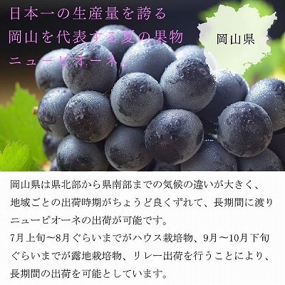 【2025年8月下旬より発送】ご家庭用　岡山県産　ピオーネ　500g×2房