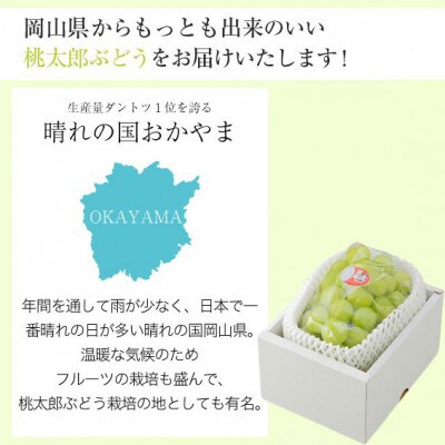 岡山県産 桃太郎ぶどう 800g×1房