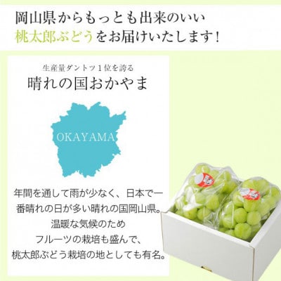 岡山県産 桃太郎ぶどう 500g×2房