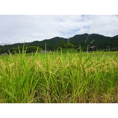 岡野ファーム　あきたこまち9キロ(3kg×3)精米