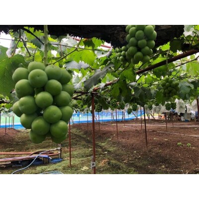 【2025年発送】岡山県産　シャインマスカット　1房　600g