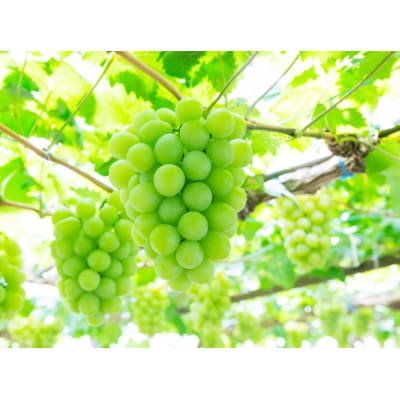 岡山県特産　マスカット・オブ・アレキサンドリア　600g　1房　【8月より順次発送】