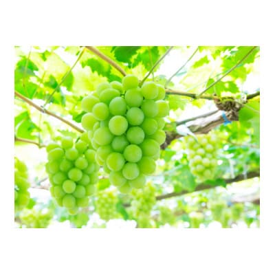 岡山県特産　マスカット・オブ・アレキサンドリア　750g　1房　【8月より順次発送】