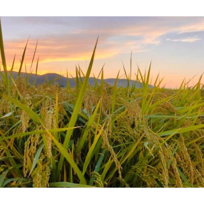 一粒万倍米(栽培期間中農薬・化学肥料不使用 朝日米)　玄米　5kg