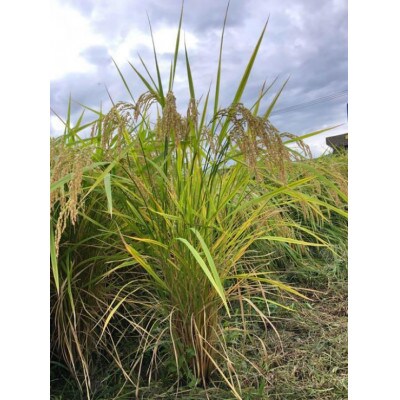 一粒万倍米(栽培期間中農薬・化学肥料不使用 朝日米)　玄米　5kg