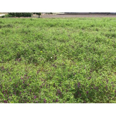 一粒万倍米(栽培期間中農薬・化学肥料不使用 朝日米)　玄米　5kg