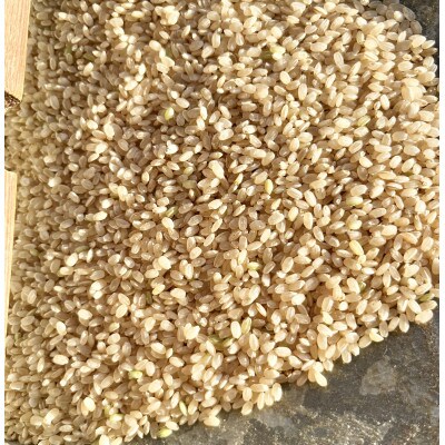 一粒万倍米(栽培期間中農薬・化学肥料不使用　朝日米)玄米　5kg