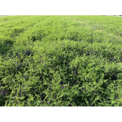 一粒万倍米(栽培期間中農薬・化学肥料不使用　朝日米)玄米　5kg