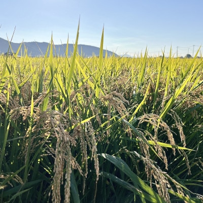 一粒万倍米(栽培期間中農薬・化学肥料不使用　朝日米)玄米　5kg