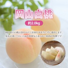 【8月発送】岡山白桃 約2kg(7～10玉)