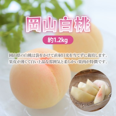 【ご家庭用】岡山白桃　約1.2kg(4～6玉)