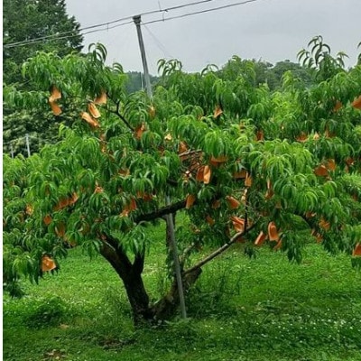 【ご家庭用】岡山白桃　約1.2kg(4～6玉)