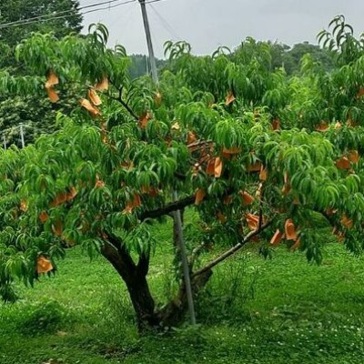 【7月発送】岡山白桃　約1.2kg(4～6玉)