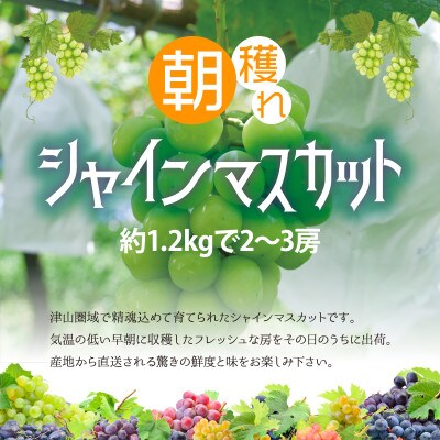 【2024年お届け】岡山県産 朝採れシャインマスカット　約1.2kg(2～3房)