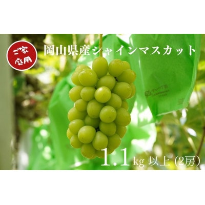 【2025年先行受付】岡山県産　ご家庭用シャインマスカット　計1.1kg以上　2房　産直・朝採れ