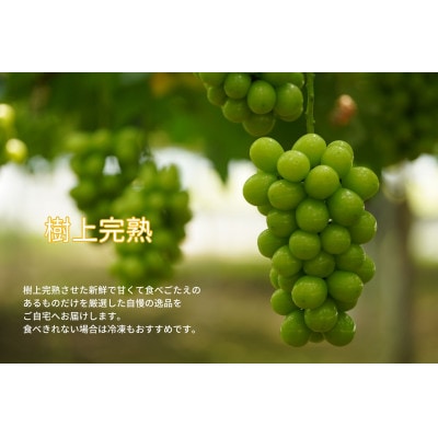 【2025年先行受付】岡山県産　ご家庭用シャインマスカット　計1.6kg以上　2～3房　産直・朝採れ