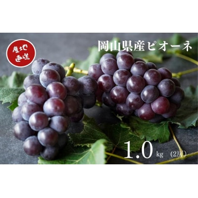 【2025年先行受付】　厳選　岡山県産　ピオーネ　計1.0kg以上　2房　産直・朝採れ