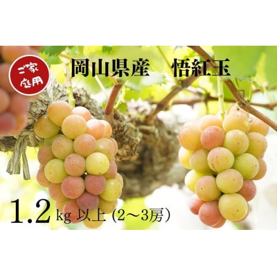 【2025年先行受付】　岡山県産　ご家庭用悟紅玉　計1.2kg以上　2～3房　産直・朝採れ
