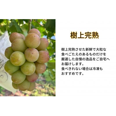 【2025年先行受付】　岡山県産　ご家庭用悟紅玉　計1.2kg以上　2～3房　産直・朝採れ