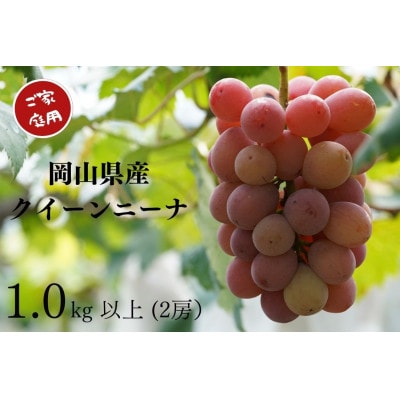 【2025年先行受付】　岡山県産　ご家庭用クイーンニーナ　計1.0kg以上　2房　産直・朝採れ